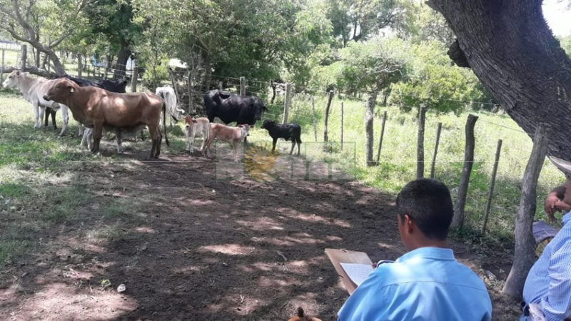 Mientras su pareja era velada, ella y los cómplices robaban el ganado