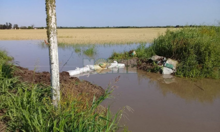 trigo bajo agua du graty.jpg