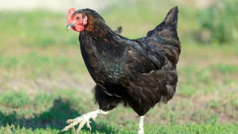 Las gallinas sustituyen a los pesticidas en el campo francés