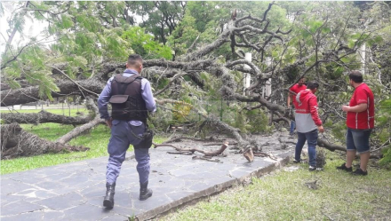 arbol 2.JPG