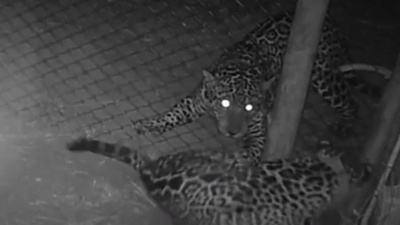 Imágenes del yaguareté del parque El Impenetrable cerca de las jaula de la hembra traída desde el Iberá