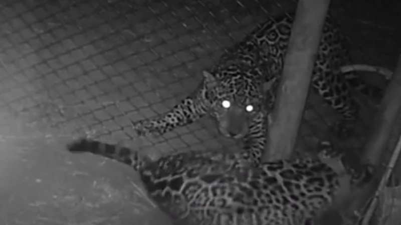 Imágenes del yaguareté del parque El Impenetrable cerca de las jaula de la hembra traída desde el Iberá