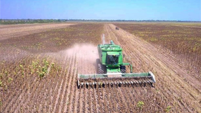 4.200 kilos por hectárea para el primer lote de girasol en Los Frentones