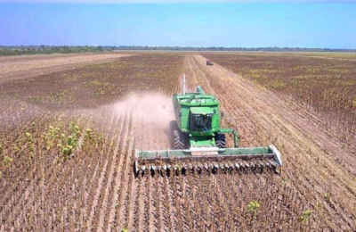 4.200 kilos por hectárea para el primer lote de girasol en Los Frentones
