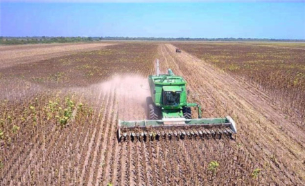GIRASOL-TRILLA.jpg