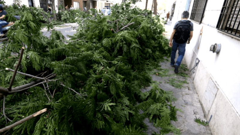 Temporal en Gran Rosario: murió una joven aplastada por un árbol