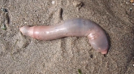 peces pene3.jpg