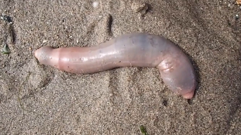 Miles de “peces pene” encallaron en una playa de California