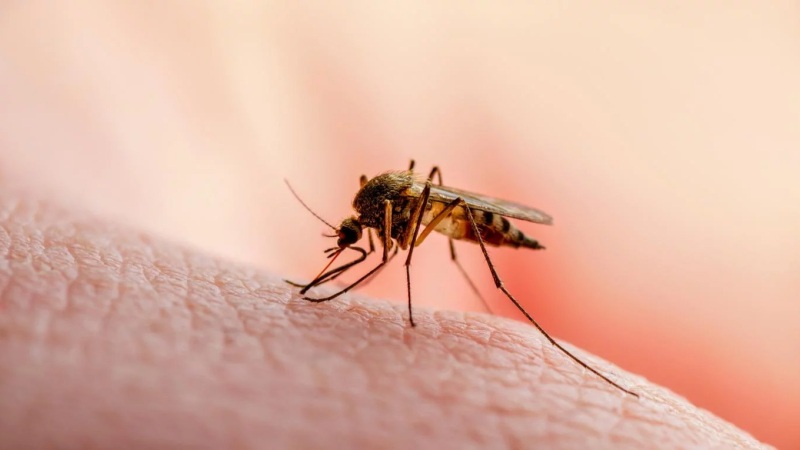 Los mosquitos prefieren picar a los que toman cerveza
