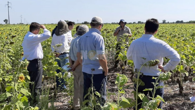 Con rindes dispares, avanza la cosecha de girasol en el Chaco