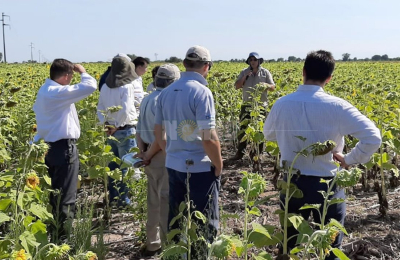 Con rindes dispares, avanza la cosecha de girasol en el Chaco