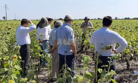Girasol avanza.jpg