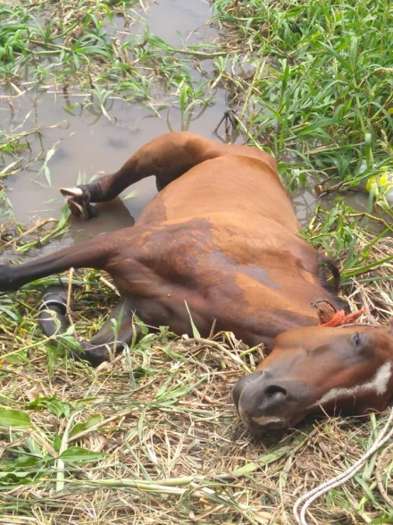 caballo muerto 2.jpg
