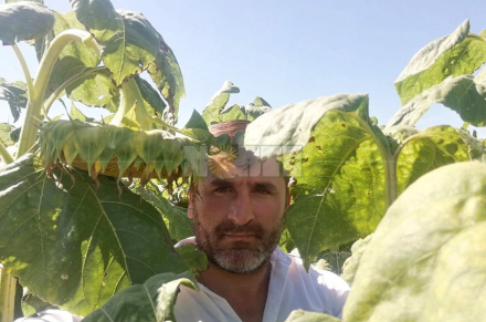 productor girasol 1.jpg