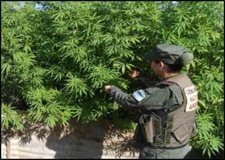 marihuana2.jpg