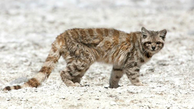 Tras 12 años, reapareció en Mendoza el animal en peligro de extinción más amenazado del continente