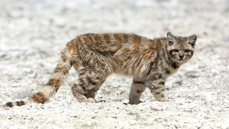 Tras 12 años, reapareció en Mendoza el animal en peligro de extinción más amenazado del continente