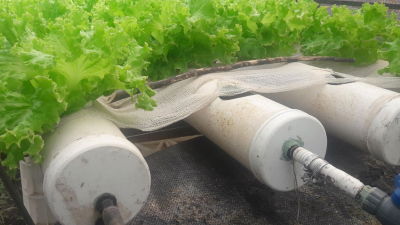 Cría de pacú y lechuga, una novedosa estrategia productiva
