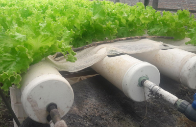 Cría de pacú y lechuga, una novedosa estrategia productiva