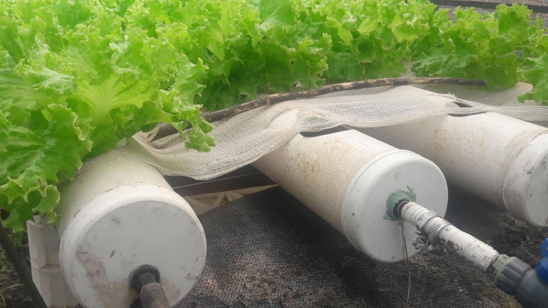 Cría de pacú y lechuga, una novedosa estrategia productiva