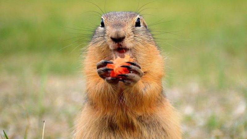 Día de la Marmota 2020: curiosidades que no sabías de esta celebración