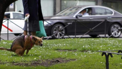 España: detectives privados para controlar a dueños irresponsables de mascotas