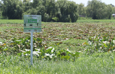 Lamentable imagen de abandono en todo el entorno de la laguna Argüello