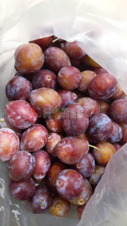 fruderpa2.jpeg
