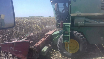 El remate del primer lote de girasol se hará mañana en Santa Fe