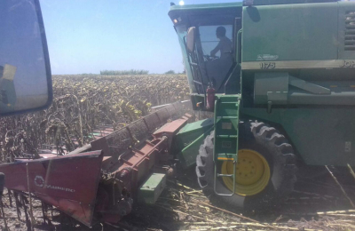 El remate del primer lote de girasol se hará mañana en Santa Fe