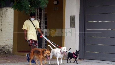 Día Nacional del Perro, compañía fiel en cuarentena