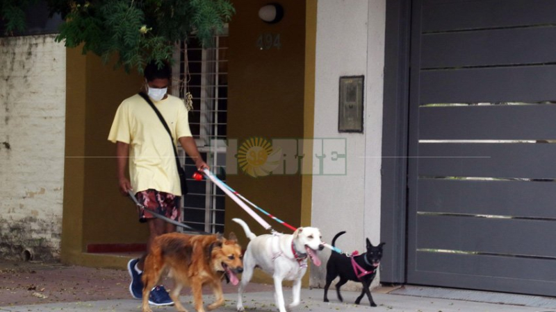 Día Nacional del Perro, compañía fiel en cuarentena