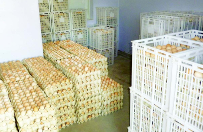 Granja Tres Arroyos produce en Sáenz Peña 300.000 huevos fértiles por semana