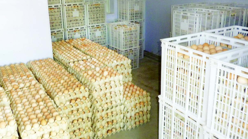 Granja Tres Arroyos produce en Sáenz Peña 300.000 huevos fértiles por semana