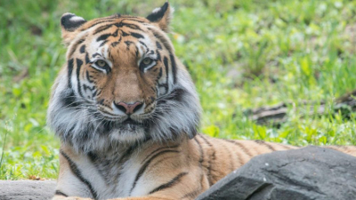 Una tigresa de un zoológico dio positivo por coronavirus
