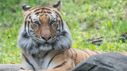 tigre.jpg