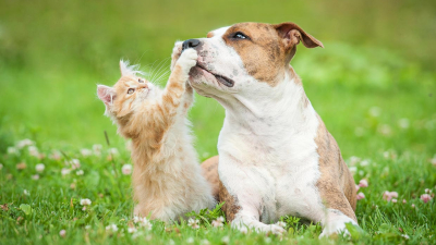 No hay evidencia de que perros y gatos puedan transmitir el coronavirus