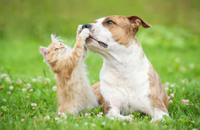 No hay evidencia de que perros y gatos puedan transmitir el coronavirus