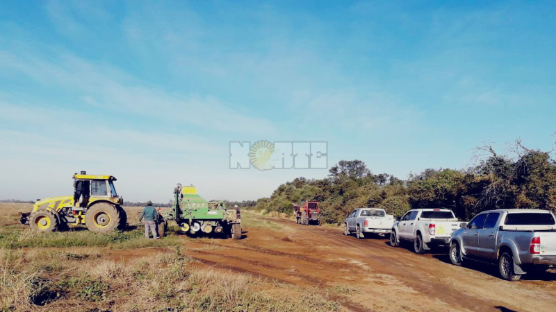 Trigo: El Chaco quiere superar las 100.000 hectáreas
