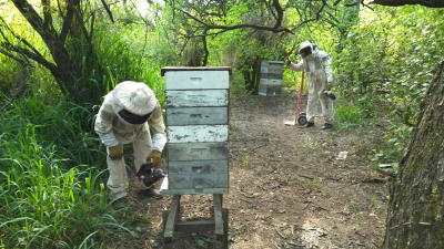 Campaña apícola: estado de los caminos y poco girasol impactaron en el rendimiento