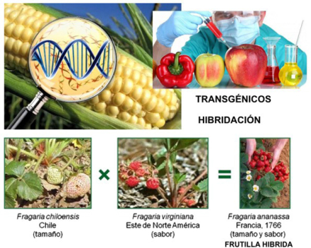 alimentacion3.jpg