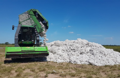 El algodón avanza con buenos rindes y ya se alcanzó a cosechar el 75 % de los lotes