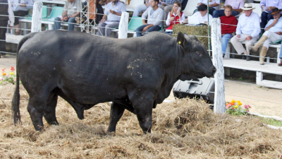 Lo mejor de Brahman, Braford y Brangus late en Cabaña Caá Cupé