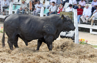 Lo mejor de Brahman, Braford y Brangus late en Cabaña Caá Cupé