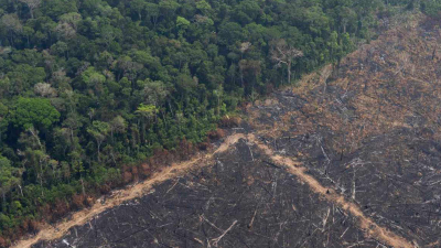Aún en cuarentena, se desmontaron más bosques que en 2019