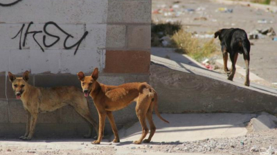 Día Internacional del Perro: ¿cuáles son los descuidos más comunes?