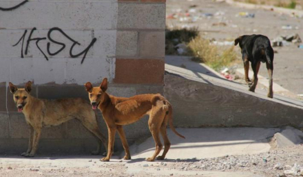 Perros callejeros