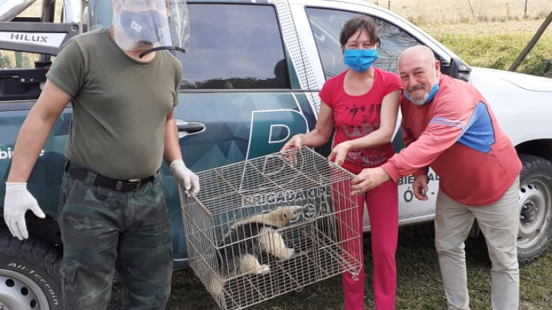 Una pareja rescató un oso melero en Colonia Popular
