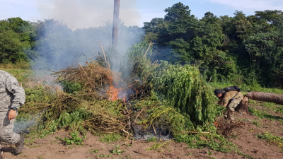 Paraguay: anulan más de 16 Toneladas de Marihuana en Caaguazú