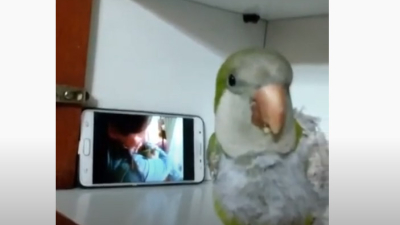 Ricky, el pequeño loro que es tendencia en TikTok